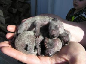 Hands holding three baby raccons.